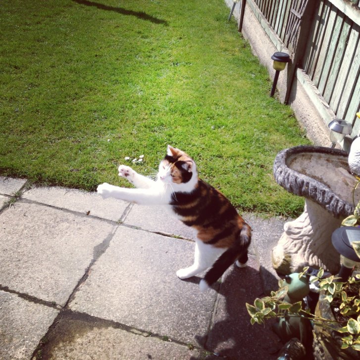 Picture of a cat / kitten / feline