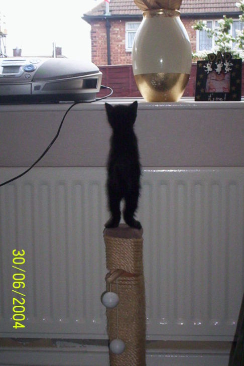 Picture of a cat / kitten / feline