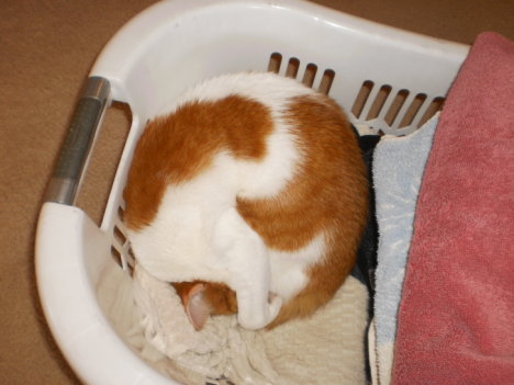 Picture of a cat / kitten / feline