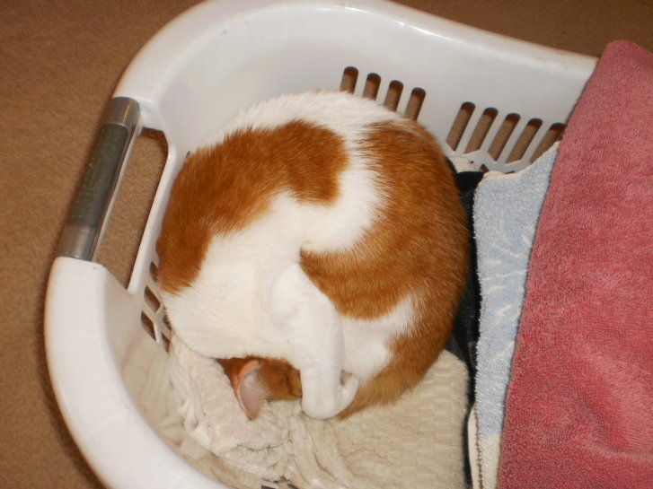 Picture of a cat / kitten / feline