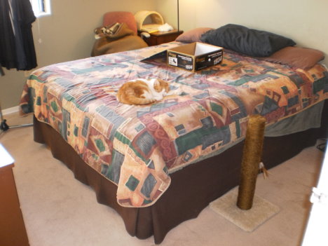 Picture of a cat / kitten / feline