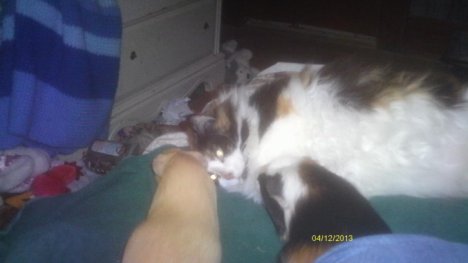 Picture of a cat / kitten / feline