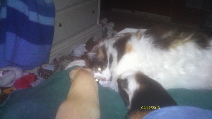 Picture of a cat / kitten / feline