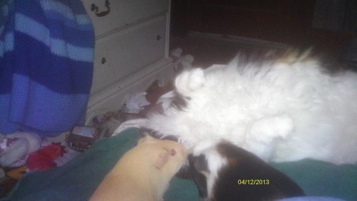 Picture of a cat / kitten / feline