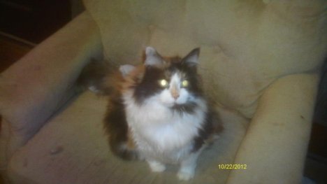 Picture of a cat / kitten / feline