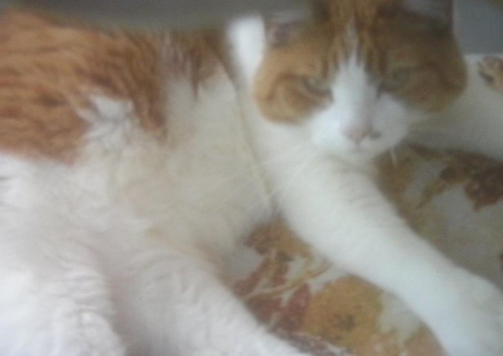 Picture of a cat / kitten / feline