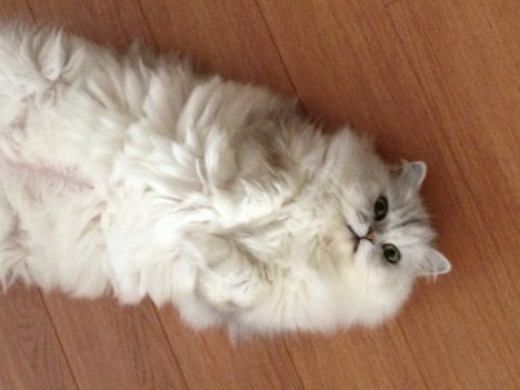 Picture of a cat / kitten / feline