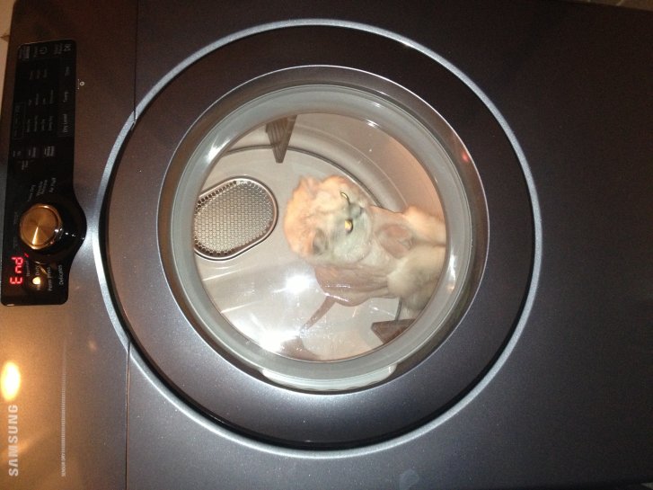 Picture of a cat / kitten / feline