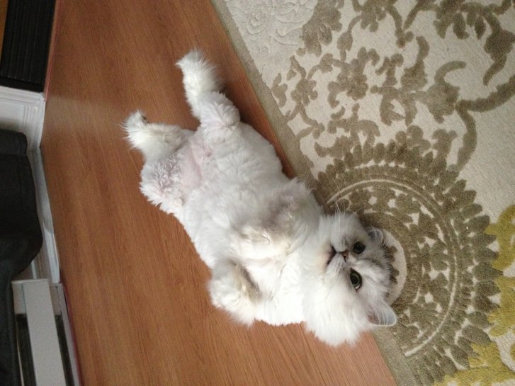 Picture of a cat / kitten / feline