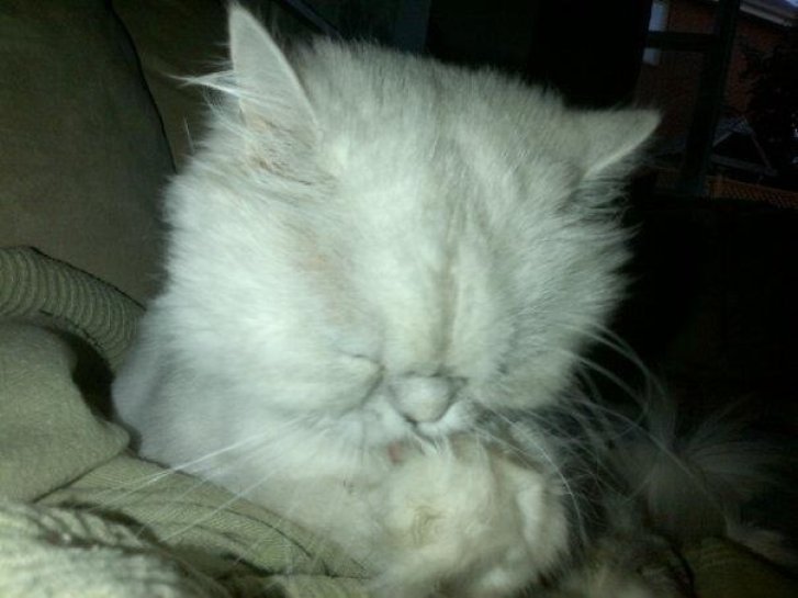 Picture of a cat / kitten / feline