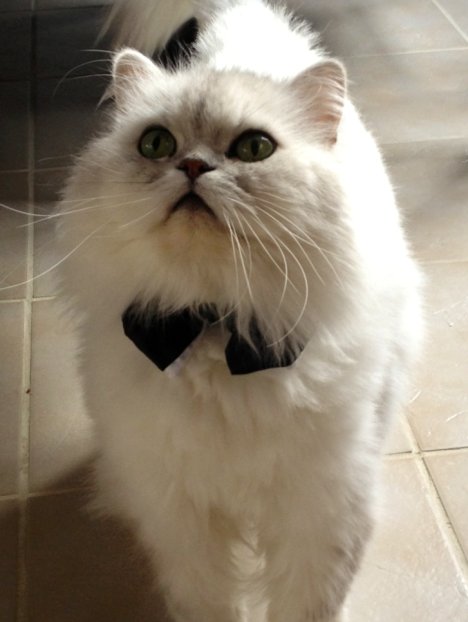 Picture of a cat / kitten / feline