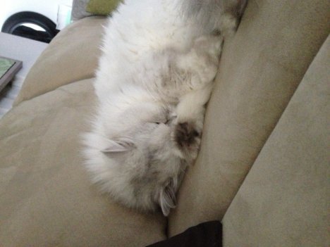 Picture of a cat / kitten / feline