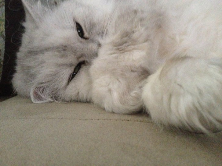 Picture of a cat / kitten / feline