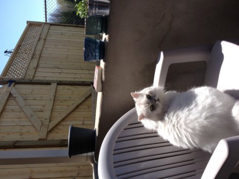 Picture of a cat / kitten / feline