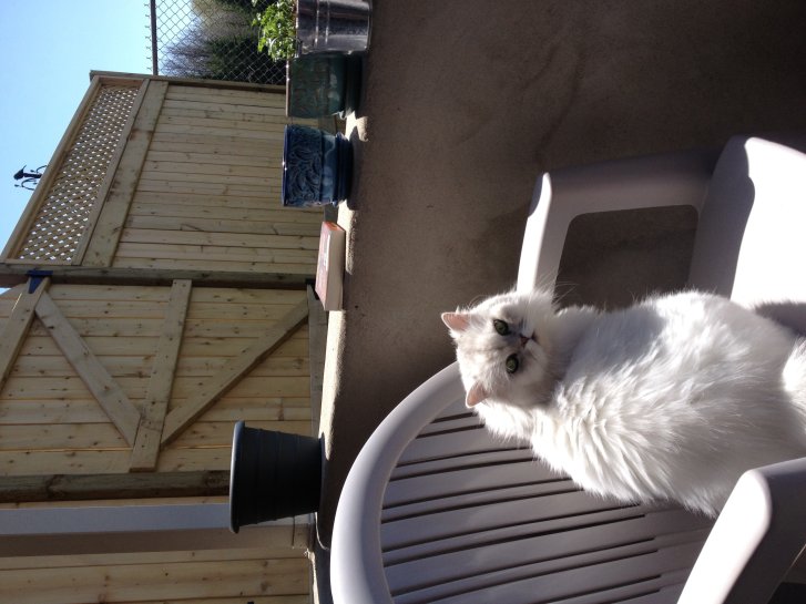 Picture of a cat / kitten / feline