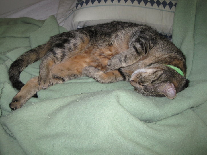 Picture of a cat / kitten / feline