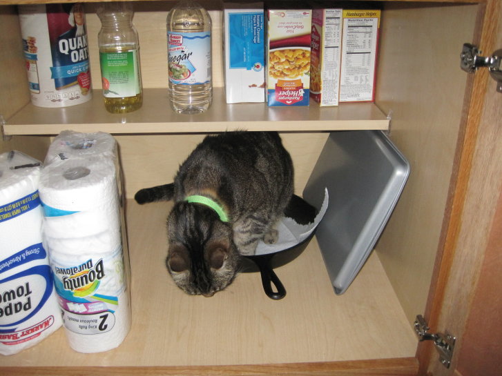 Picture of a cat / kitten / feline