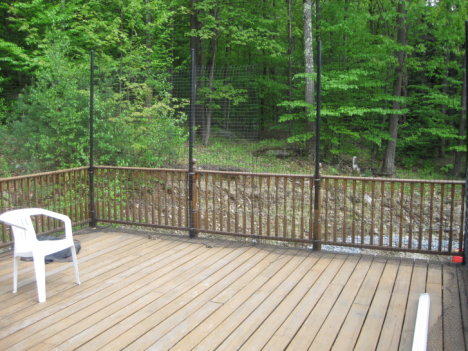 Picture of a cat / kitten / feline