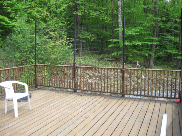 Picture of a cat / kitten / feline