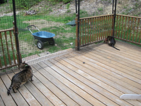 Picture of a cat / kitten / feline