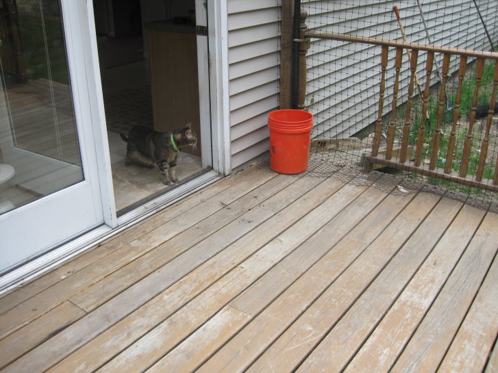 Picture of a cat / kitten / feline