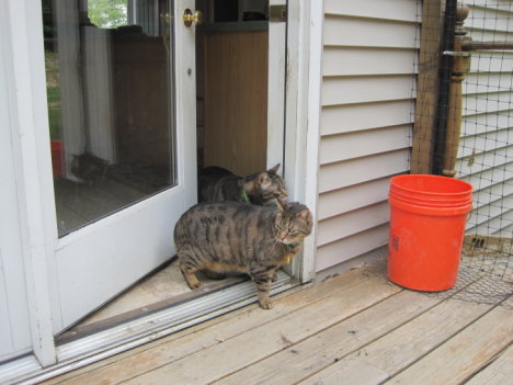 Picture of a cat / kitten / feline