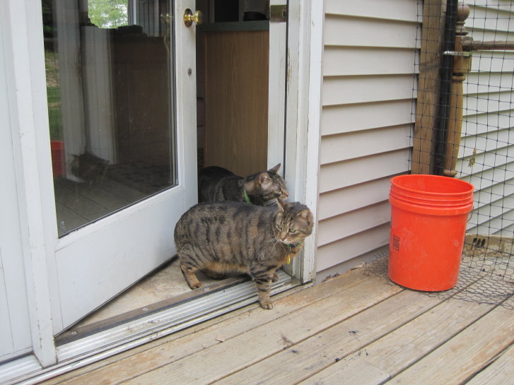 Picture of a cat / kitten / feline