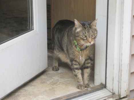 Picture of a cat / kitten / feline