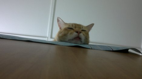 Picture of a cat / kitten / feline