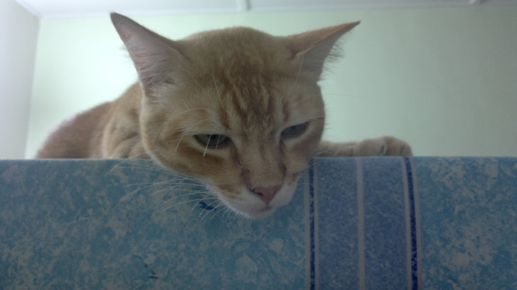 Picture of a cat / kitten / feline