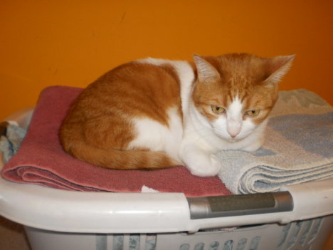 Picture of a cat / kitten / feline