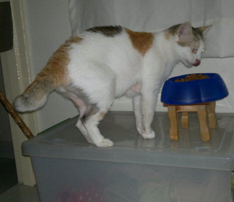 Picture of a cat / kitten / feline