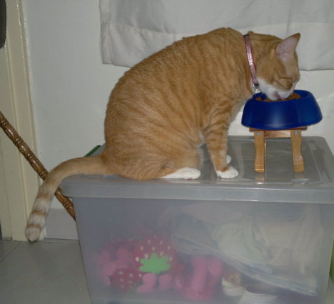 Picture of a cat / kitten / feline