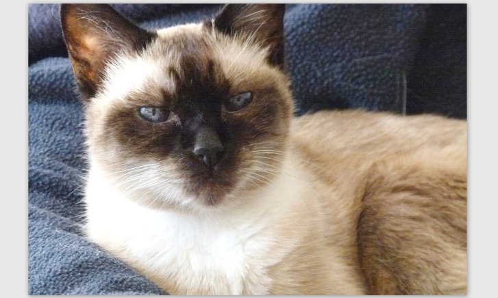 Picture of a cat / kitten / feline