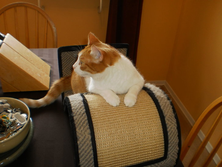 Picture of a cat / kitten / feline