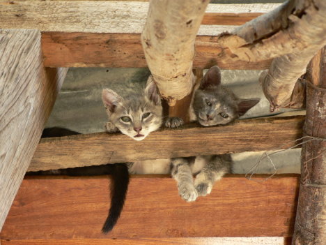 Picture of a cat / kitten / feline