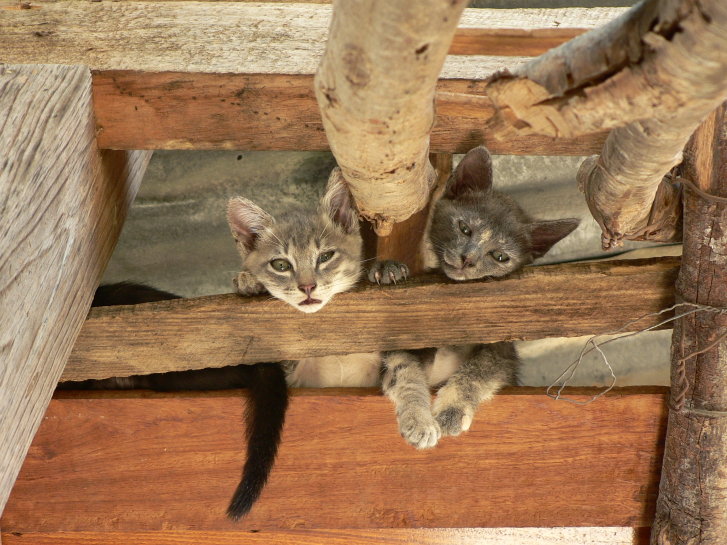 Picture of a cat / kitten / feline