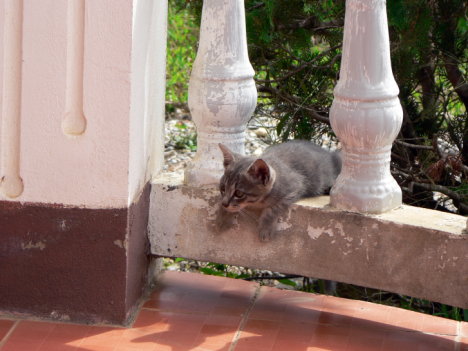 Picture of a cat / kitten / feline