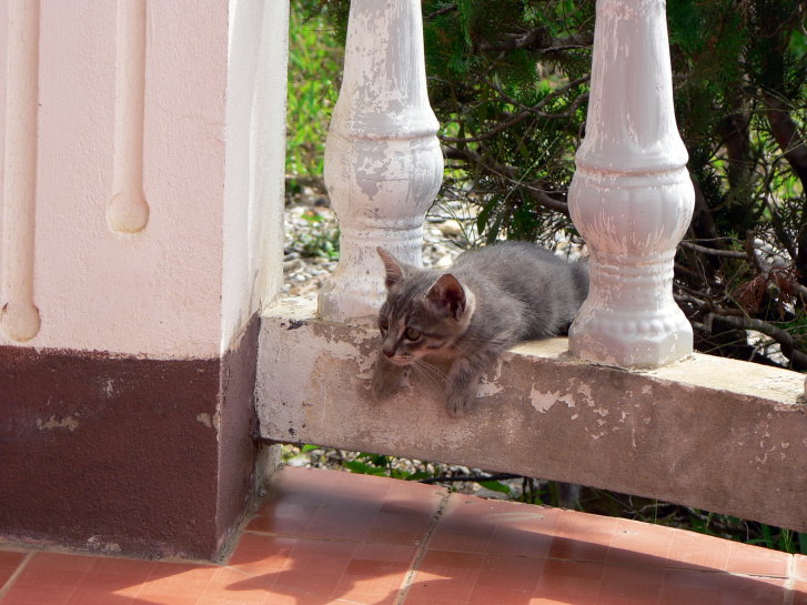 Picture of a cat / kitten / feline