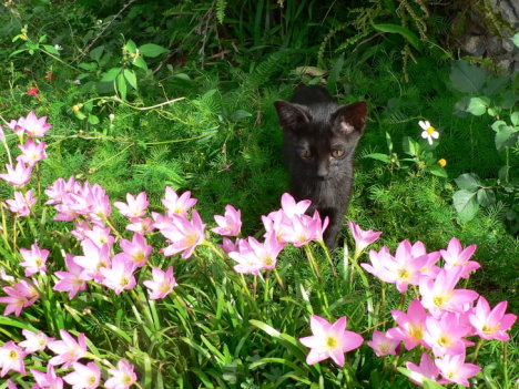 Picture of a cat / kitten / feline