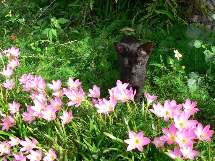 Picture of a cat / kitten / feline