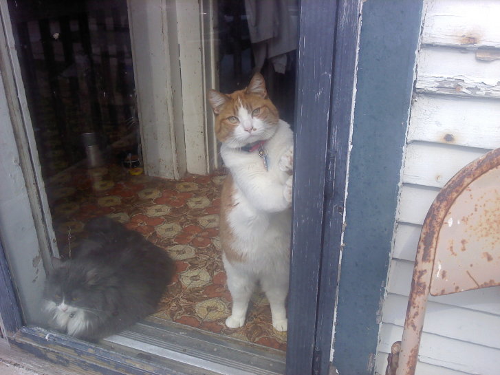 Picture of a cat / kitten / feline