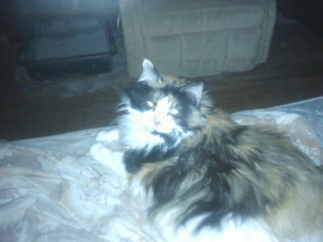 Picture of a cat / kitten / feline