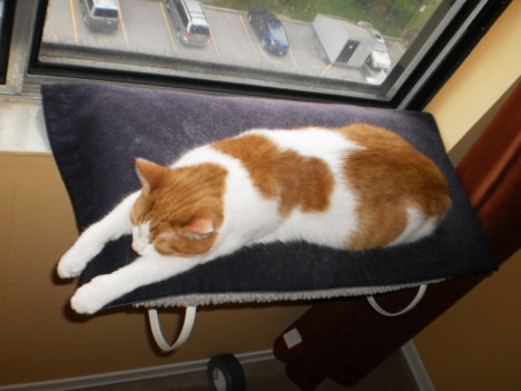 Picture of a cat / kitten / feline