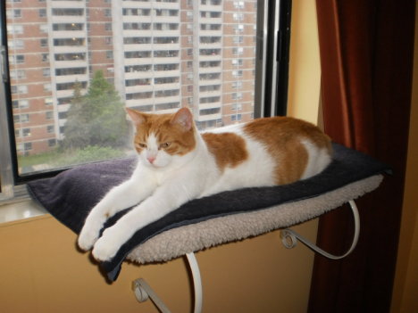 Picture of a cat / kitten / feline