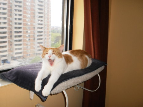 Picture of a cat / kitten / feline