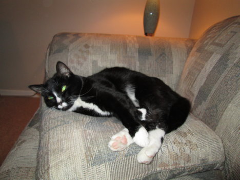 Picture of a cat / kitten / feline