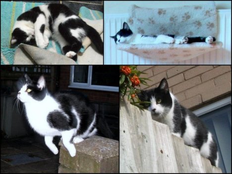 Picture of a cat / kitten / feline