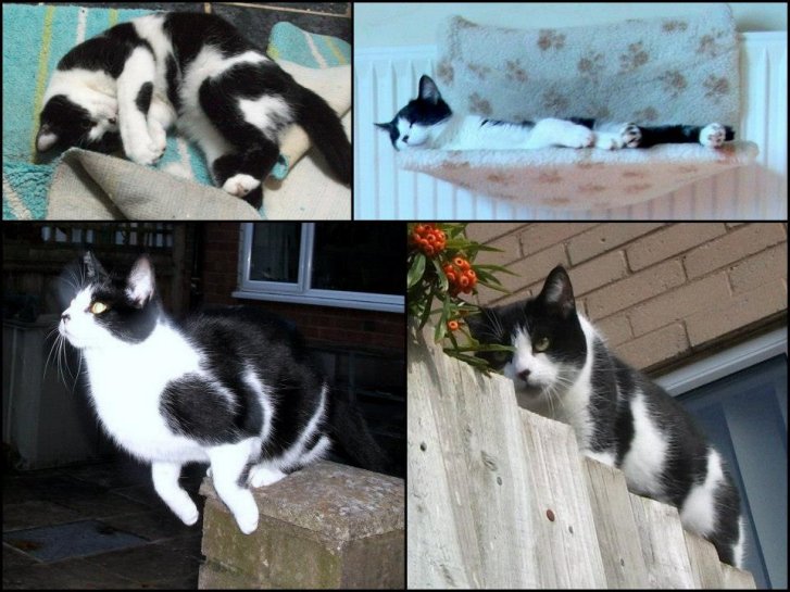 Picture of a cat / kitten / feline