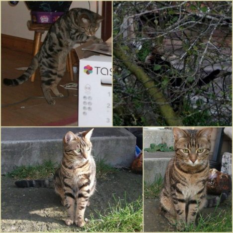 Picture of a cat / kitten / feline